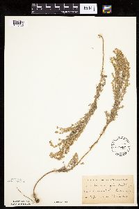 Artemisia frigida image