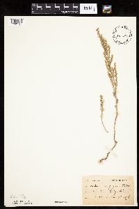 Artemisia frigida image