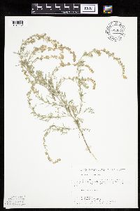 Artemisia frigida image