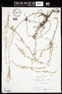 Artemisia frigida image
