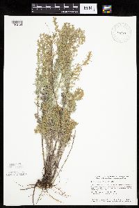 Artemisia frigida image