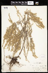 Artemisia frigida image