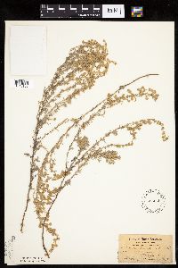 Artemisia frigida image