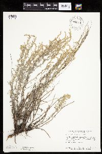 Artemisia frigida image