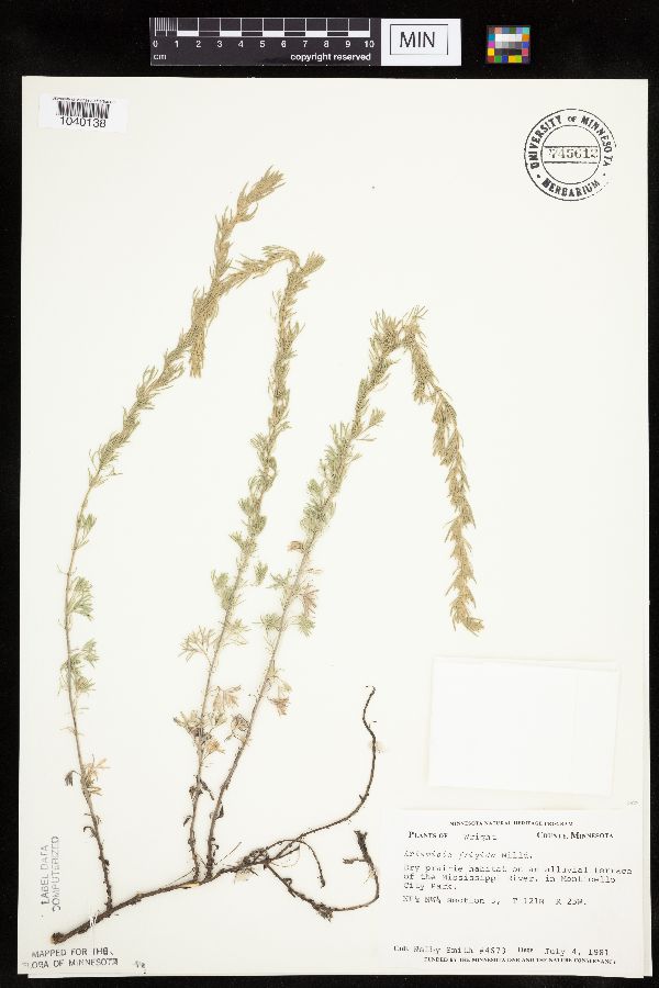 Artemisia frigida image