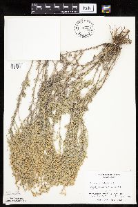 Artemisia frigida image