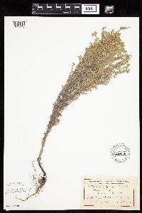 Artemisia frigida image