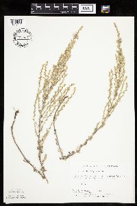 Artemisia frigida image