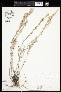 Media resource of Artemisia frigida