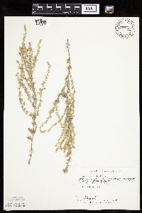 Artemisia frigida image