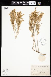 Artemisia frigida image