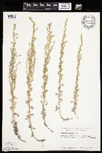 Artemisia frigida image