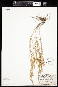 Artemisia frigida image