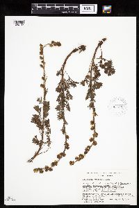 Artemisia frigida image