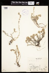 Artemisia frigida image
