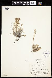 Artemisia frigida image