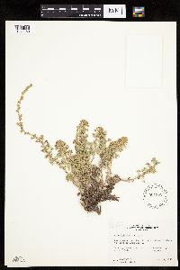 Artemisia frigida image