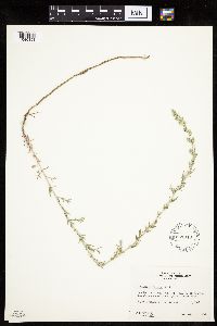 Artemisia frigida image