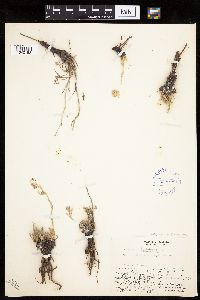 Media resource of Artemisia globularia