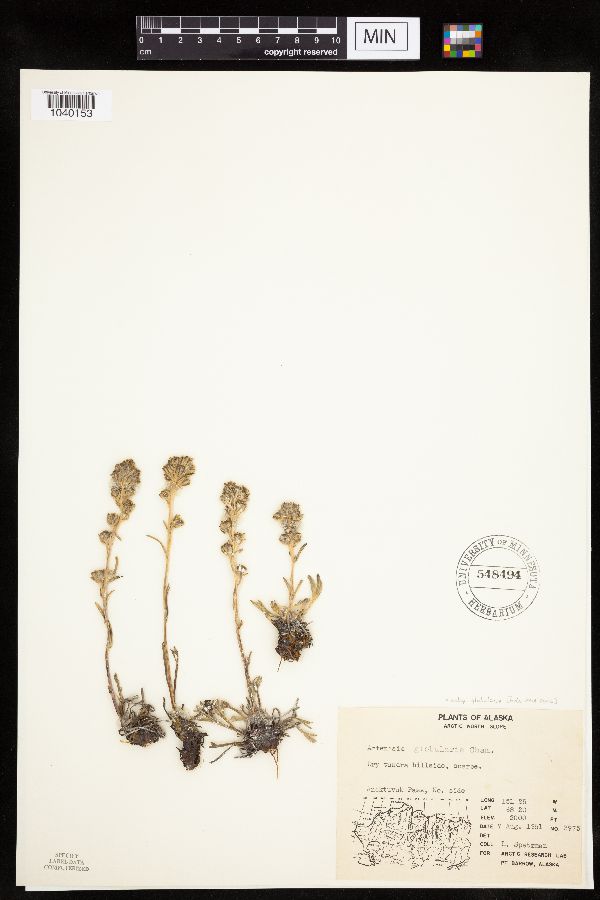 Artemisia globularia image