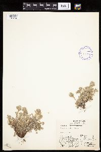 Media resource of Artemisia glomerata
