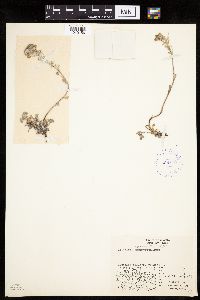 Artemisia glomerata image