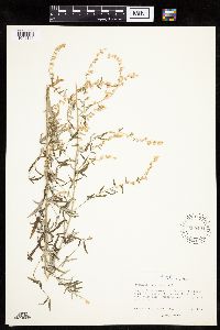 Image of Artemisia ludoviciana