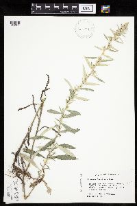Artemisia ludoviciana image