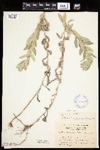 Artemisia ludoviciana subsp. ludoviciana image