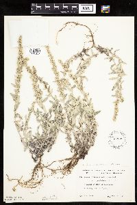 Artemisia ludoviciana image