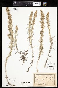 Artemisia ludoviciana image