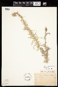 Artemisia ludoviciana image
