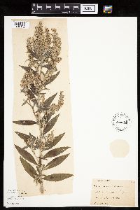 Artemisia ludoviciana subsp. ludoviciana image