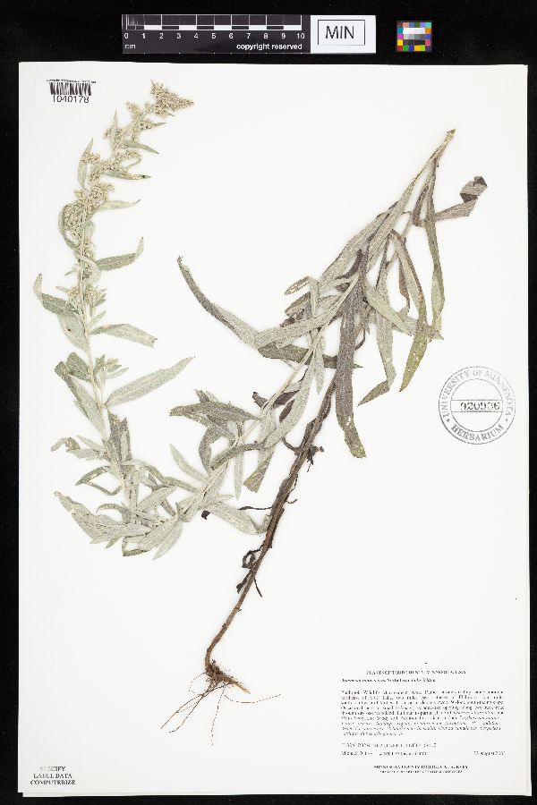 Artemisia ludoviciana image