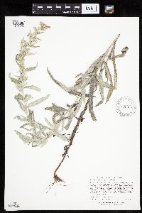 Artemisia ludoviciana subsp. ludoviciana image