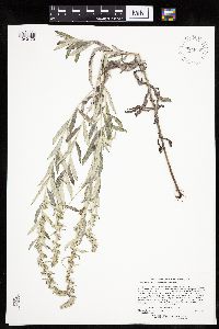Artemisia ludoviciana image
