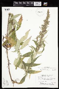 Artemisia ludoviciana image