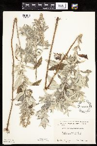 Artemisia ludoviciana image