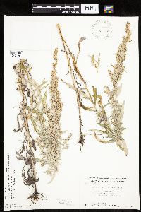 Artemisia ludoviciana image