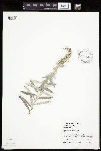 Artemisia ludoviciana subsp. ludoviciana image