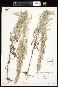 Artemisia ludoviciana image