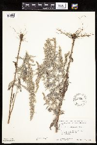Artemisia ludoviciana image