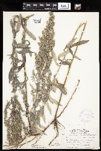 Artemisia ludoviciana image
