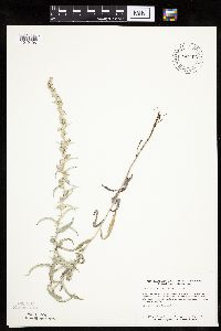 Artemisia ludoviciana image