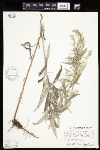 Artemisia ludoviciana image