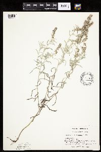 Artemisia ludoviciana subsp. ludoviciana image