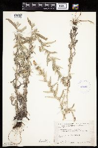 Artemisia ludoviciana image