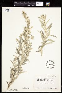 Artemisia ludoviciana image