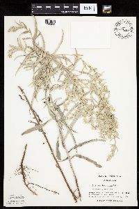 Artemisia ludoviciana image