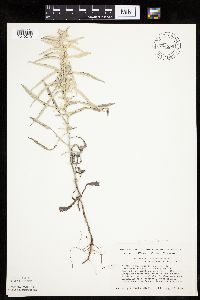 Artemisia ludoviciana image